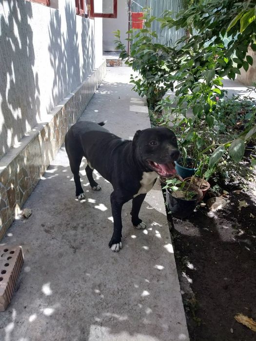 Пидбулл метис Стафор Продается