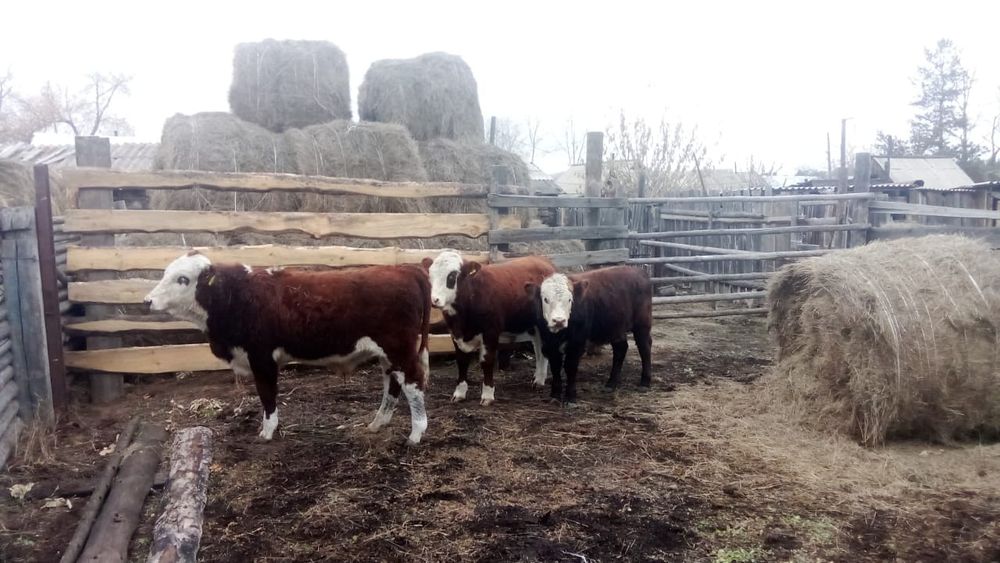 Продам бычков 3 штуки