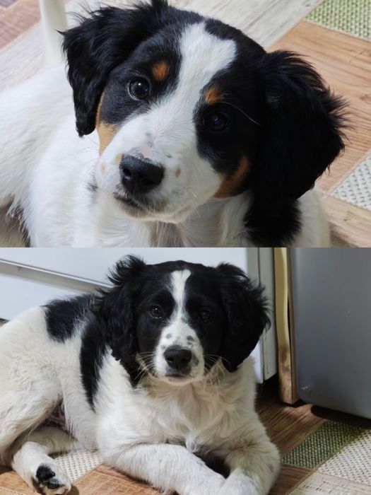 Мальчики ищут дом