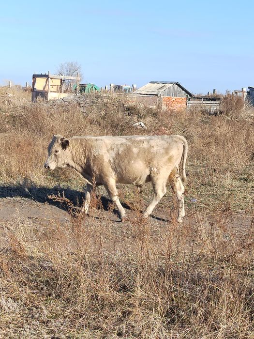 Продам Быка 1.8 года