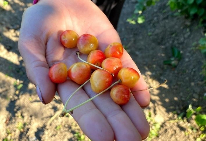 Cires Amar De Marculesti