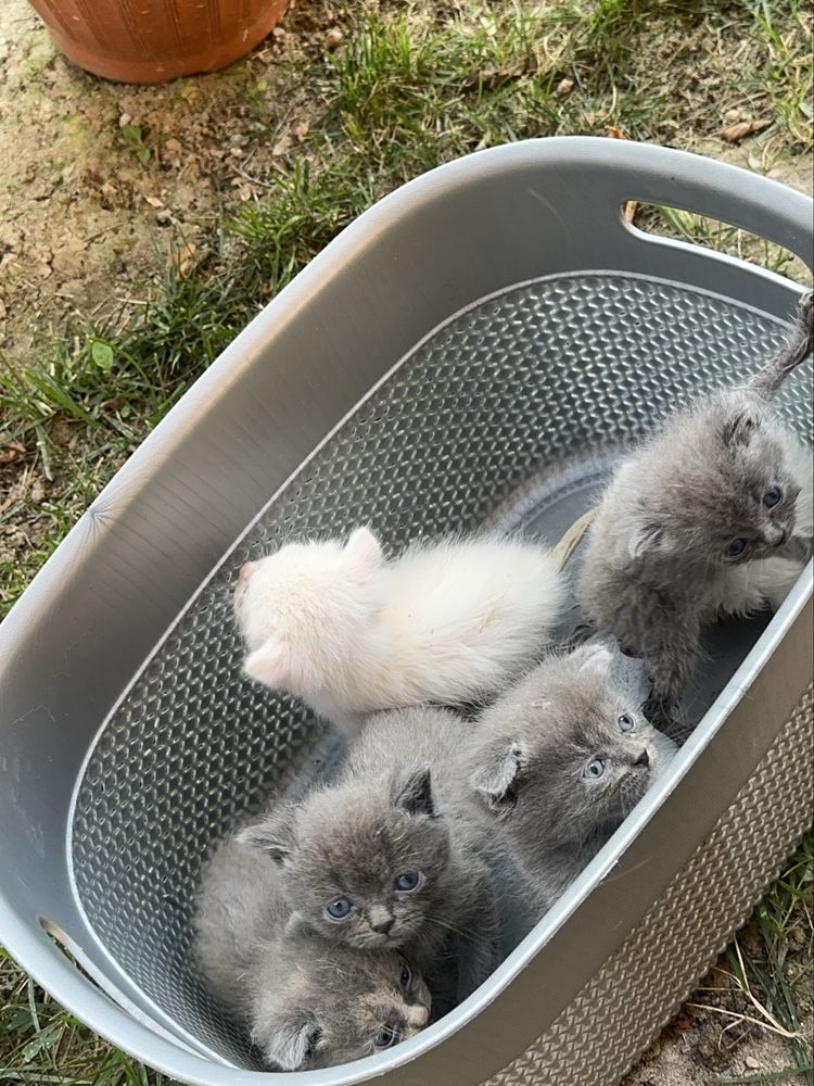 Коротколапые котята манчкин ! вислоухие/прямоухие, скоттиш килт фолд