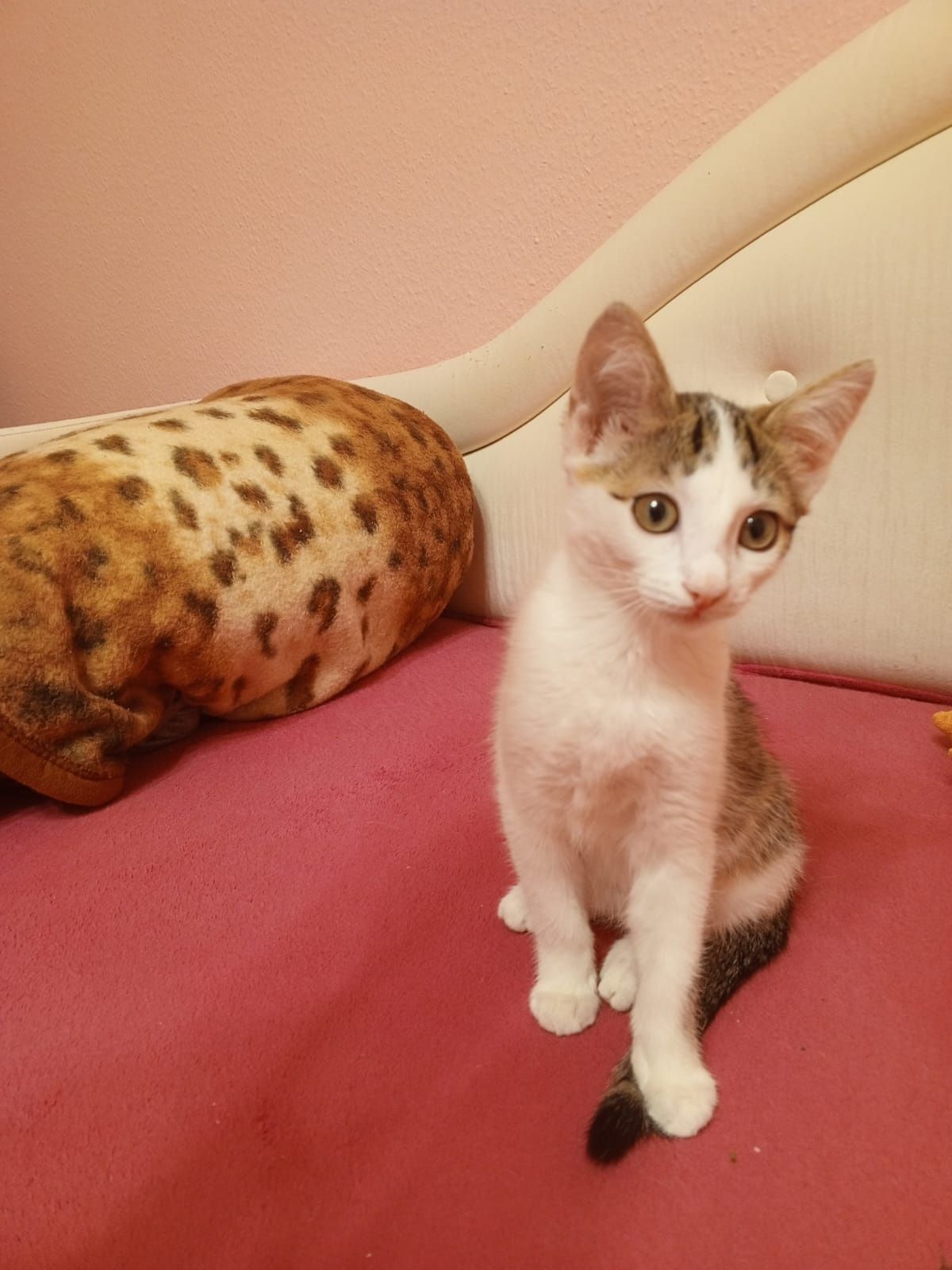 Отдам кошечку и котика 3 месяца