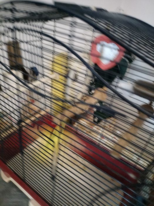 Papagal Peruș cu colivie cu accesori cu tot