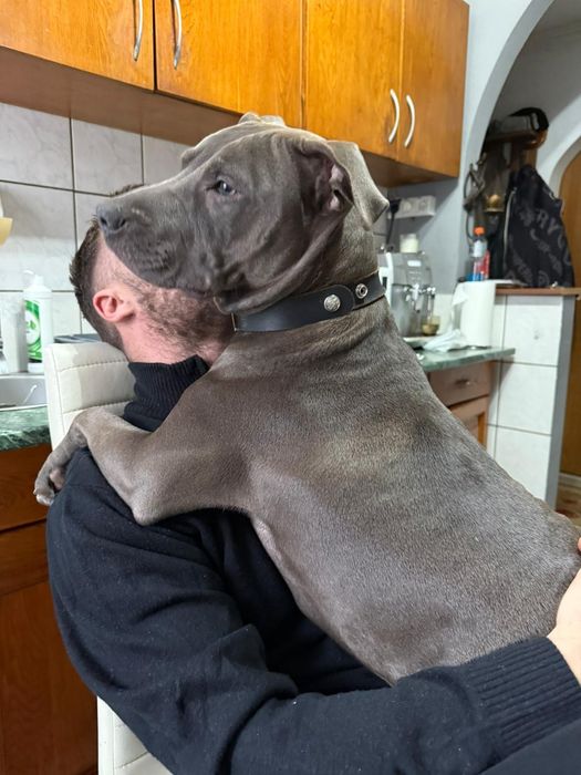 Donez Staffordshire American terrier