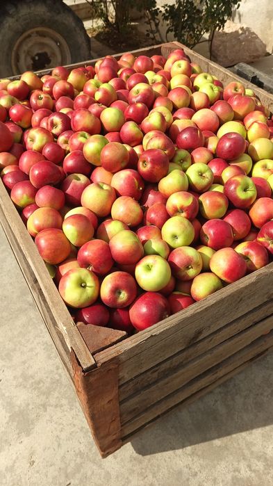 Mere idared , Florina