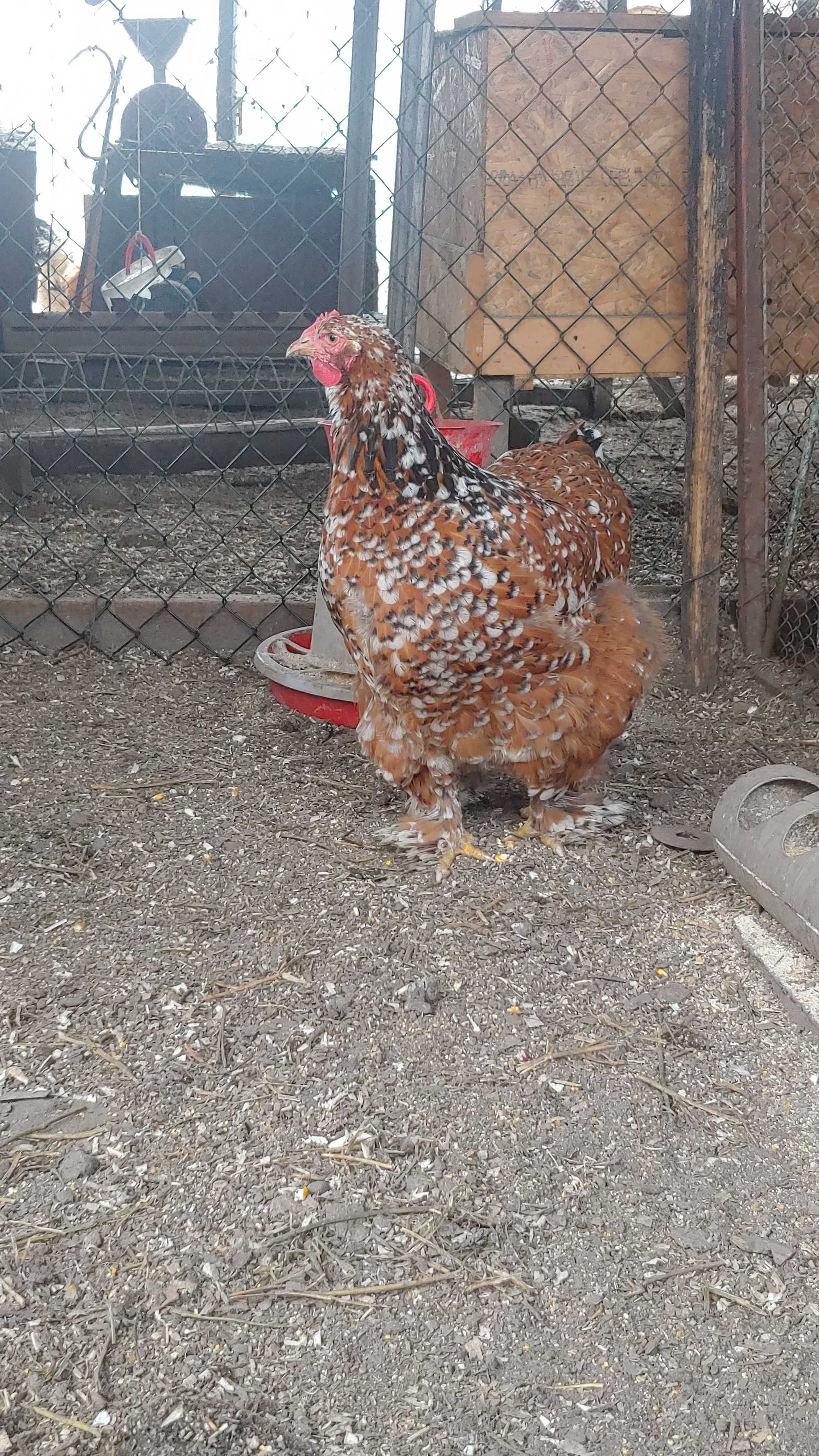 oua de brahma portelan si brahma gold si brahma columbia