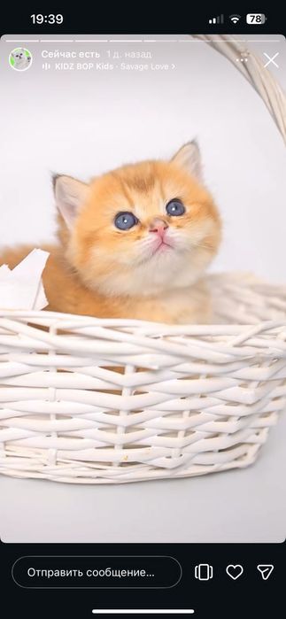 Золотой британский мальчик