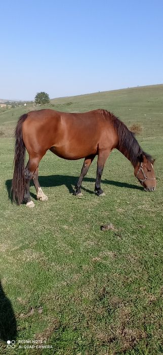 URGENT ! vand iapa 3 ani