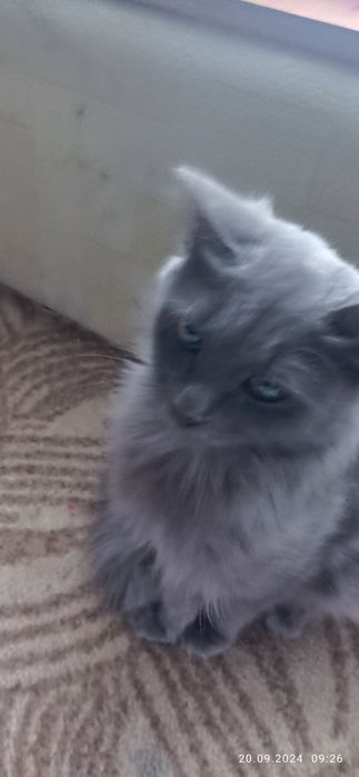 Отдам редкую породу кошки биелунг