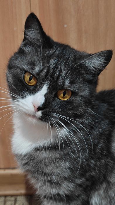 Отдам в добрые руки