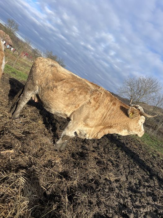 Vând  o vacă bălțată Românească