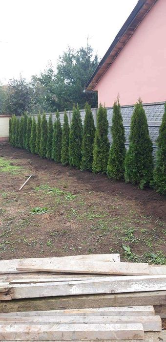 Brazi arginti si verzi