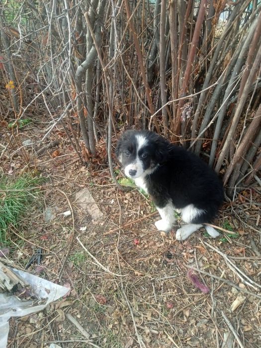 Отдам щенка мальчик