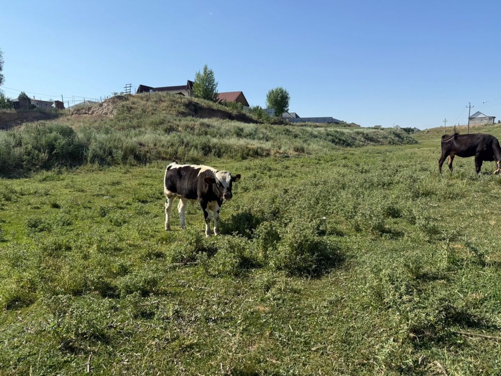 Продам бычонка.