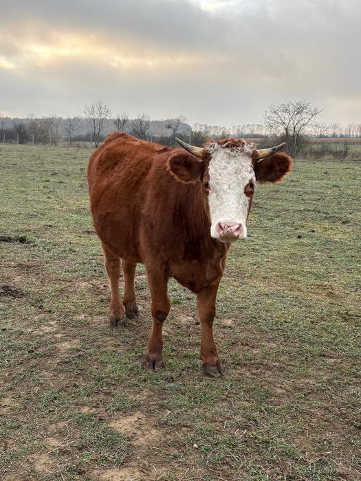 Vitele gestante de vanzare