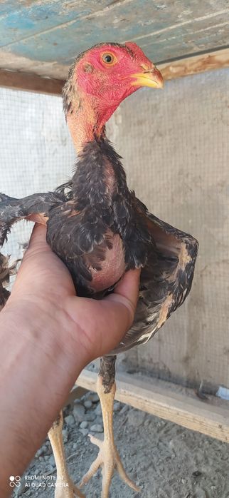 Дакар жужалар сотилади