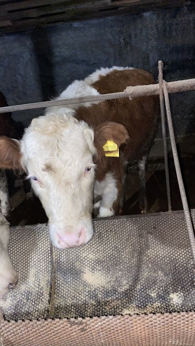 Баспак сатылпды