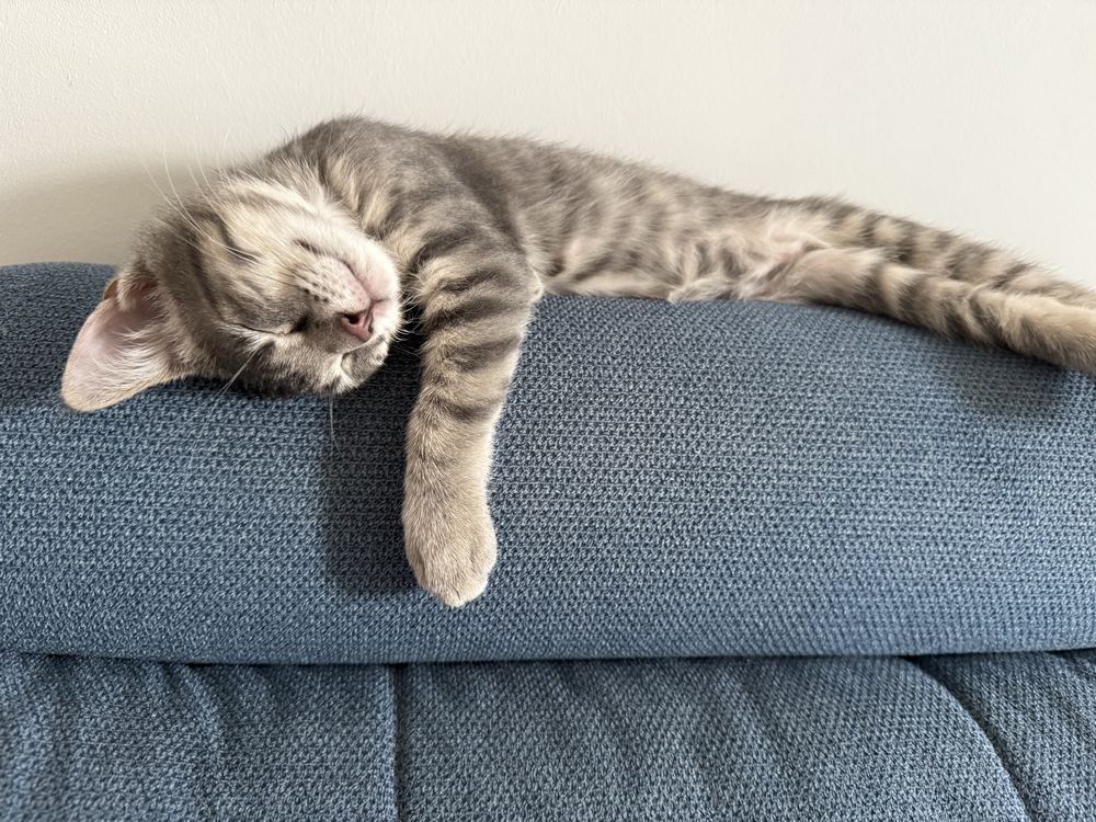 Подарява се коте