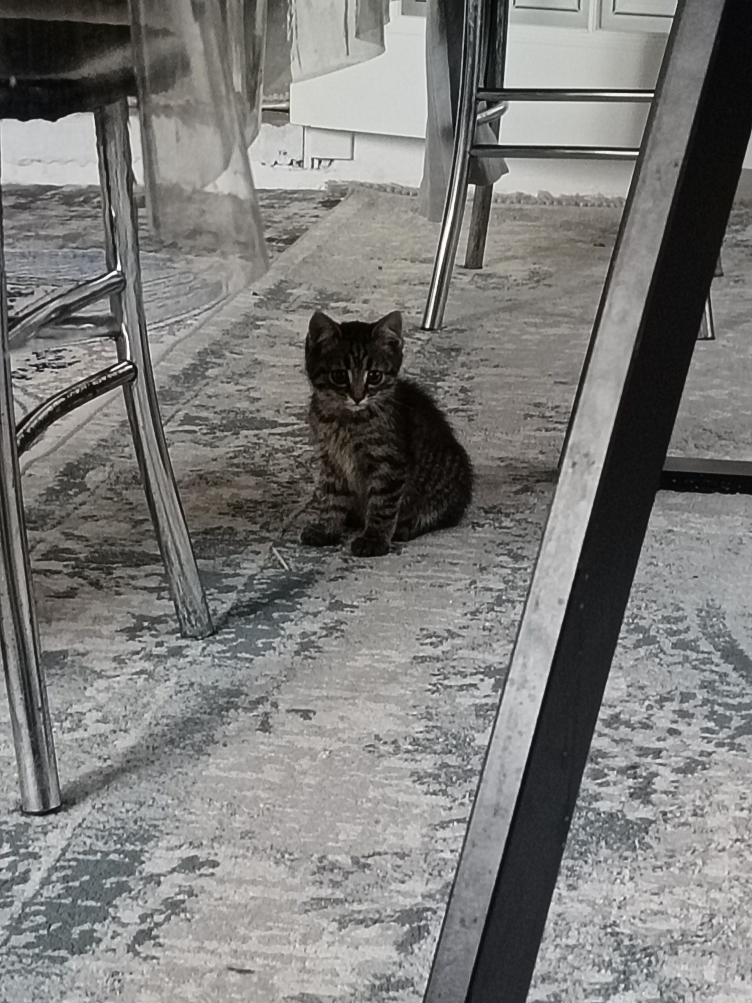 Отдам котят даром