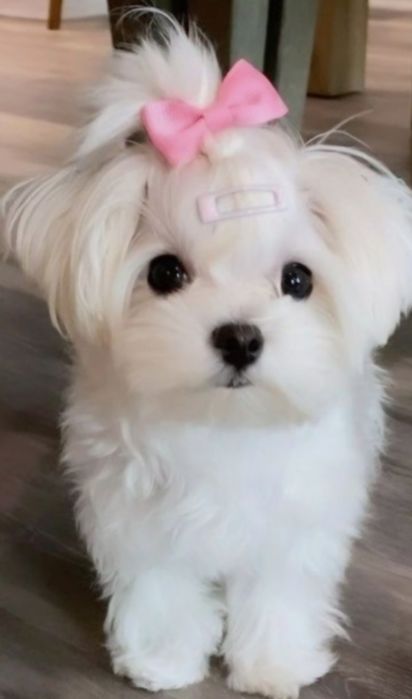 Bichon  maltez fetiță  toy 1000 lei