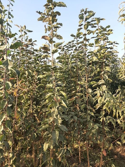 Дарахт кучатлари Сертификатланган, Карантиндан утган