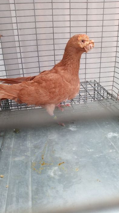 Mascul Galben Carunculat