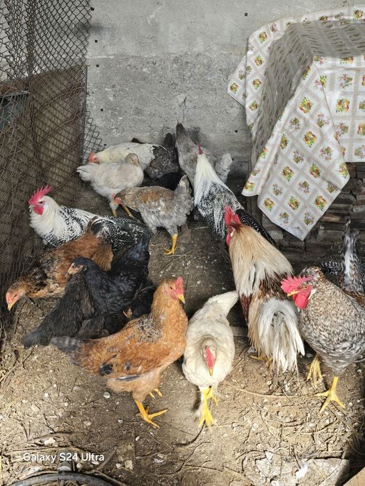 Пресни домашни яйца