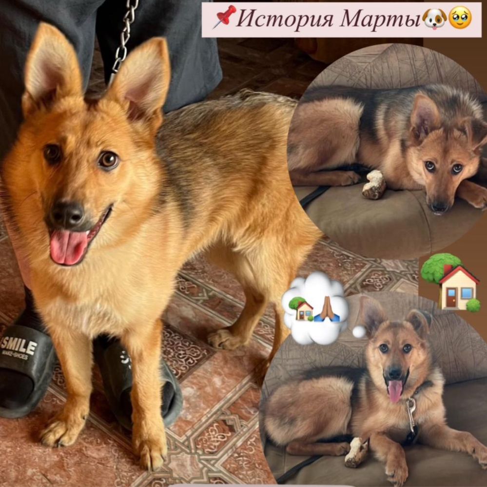 Собачка в добрые руки