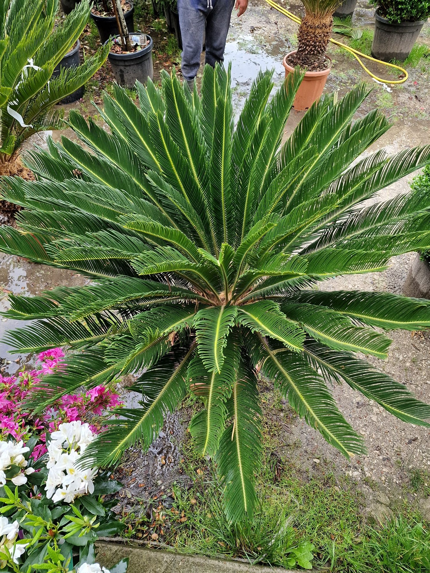 Cycas revoluta, palmieri.