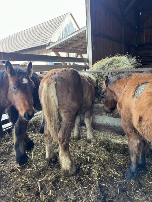 Armăsar și iapă mânji