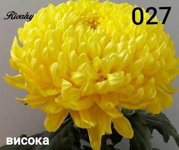 Хризантеми -7лв.бр.