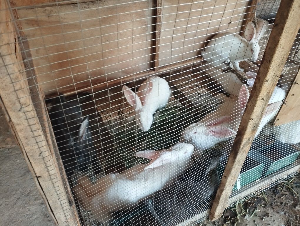 2 yarim oylik 6 tasii sotladi