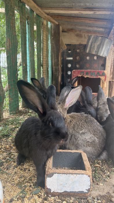 Кояндар сатылады 6000