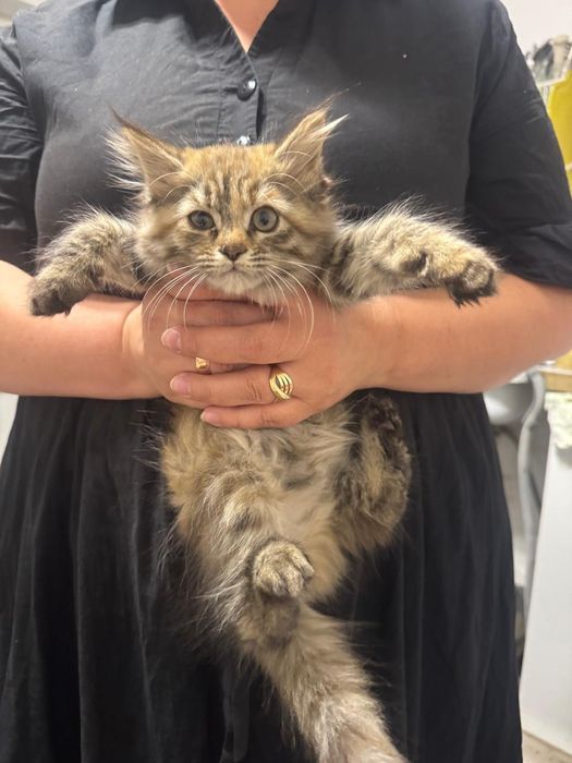 Продам или обменяю котенка породы Мейн кун на что-либо  на корм кошачи