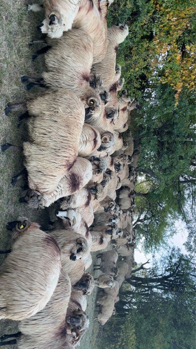 Oi bucalai si oacchese