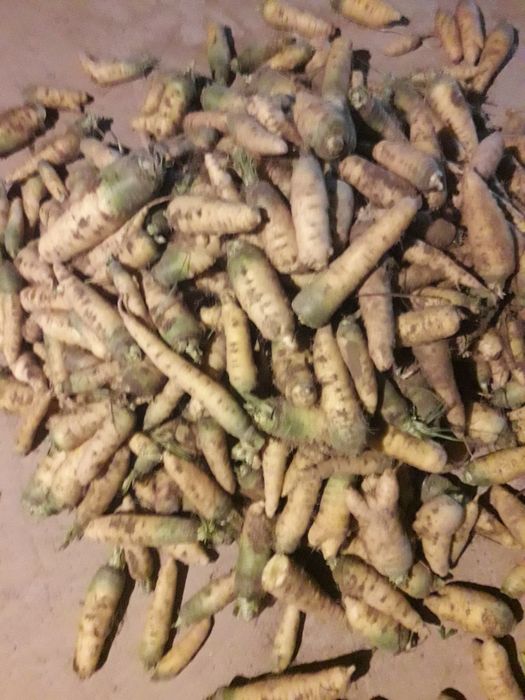 Sariq va qizil sabzi