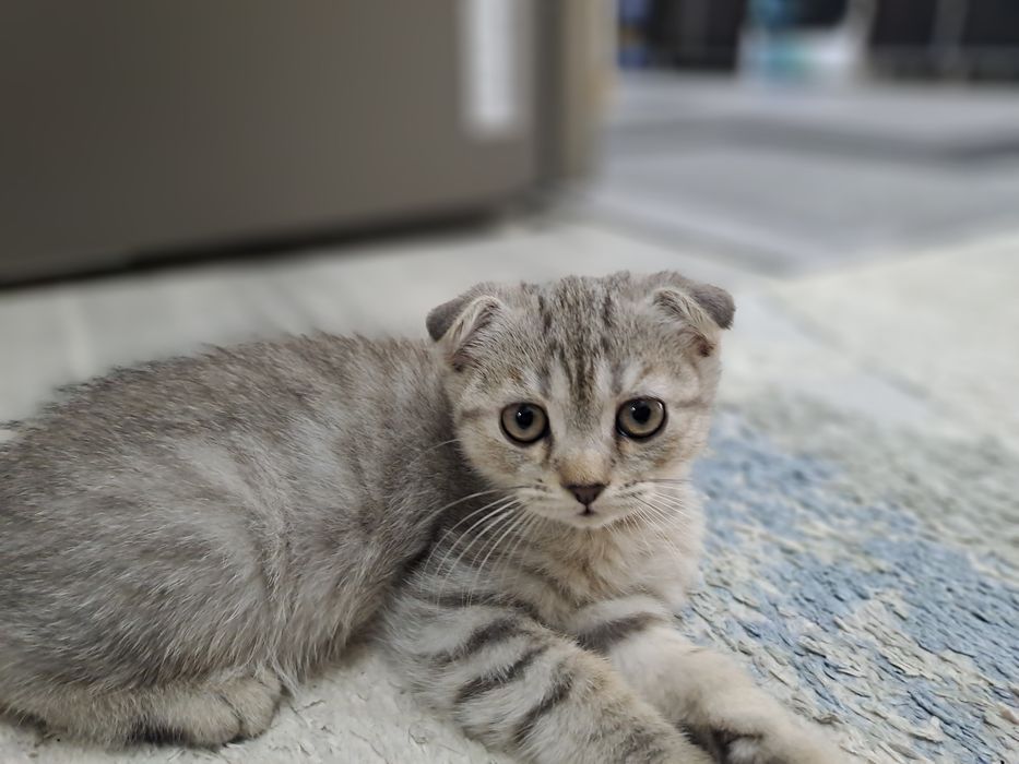 Продаётся КОТЁНОК