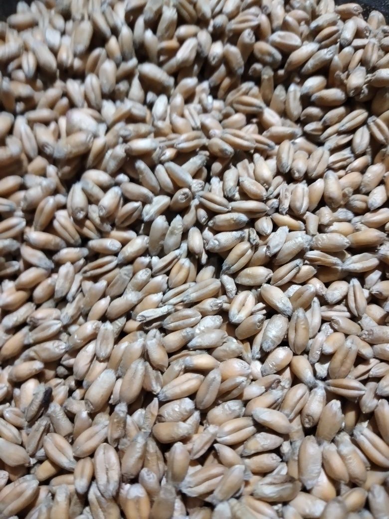 Vând diverse cereale