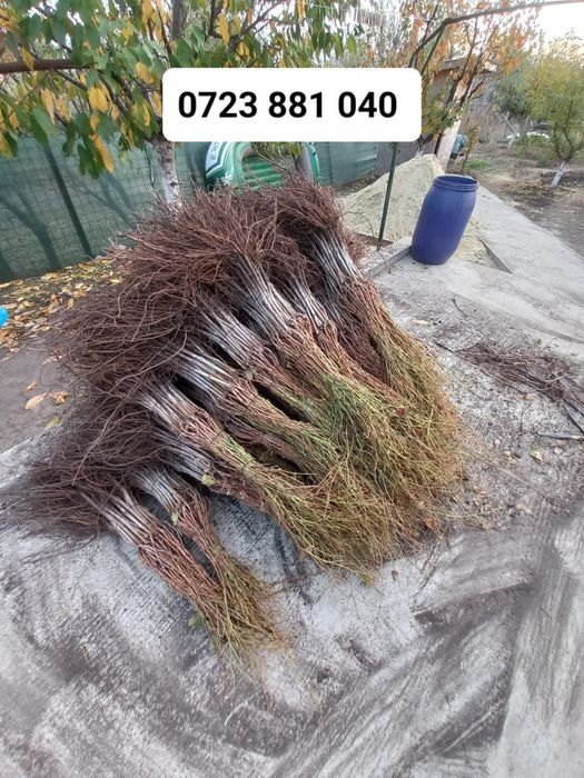 Butași viță de vie altoită anul 2 și anul 3