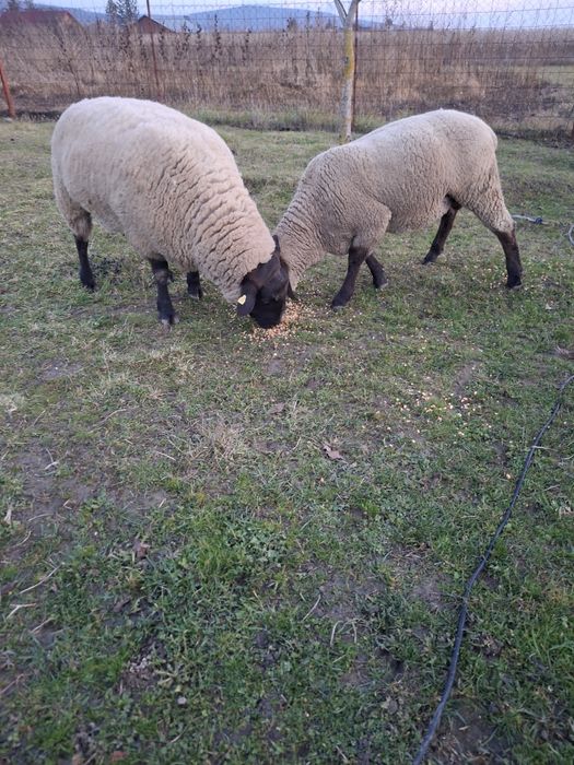 Vând berbeci rasa Suffolk German