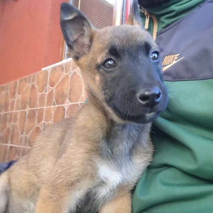 Белгийска овчарка малиноа