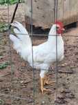 Cocoșei Leghorn alb