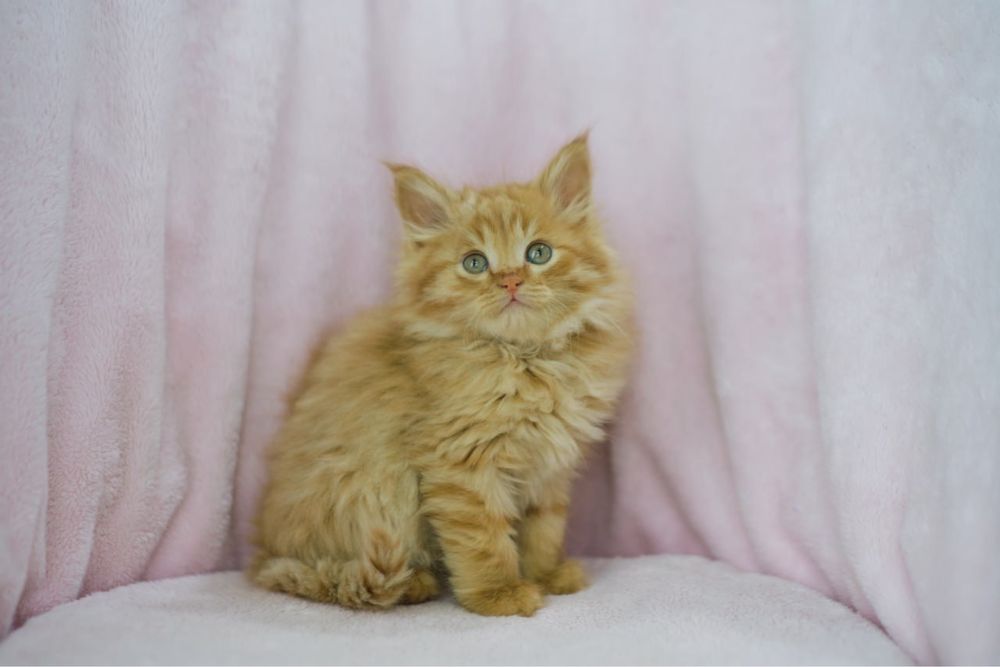 Котенок Сибирский мальчик