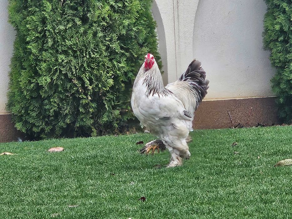 Gainu Barahma hd de vanzare