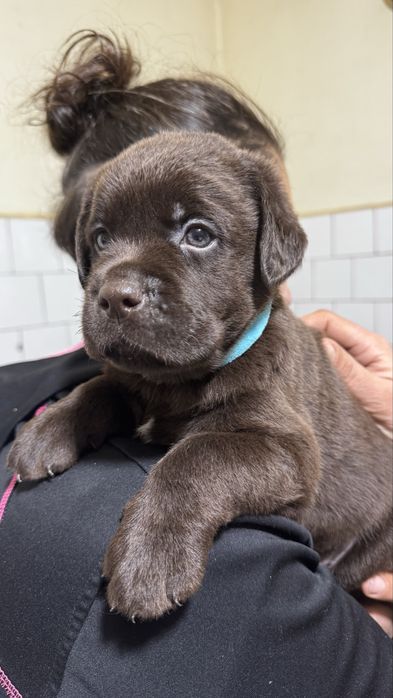 Pui Labrador Retriever