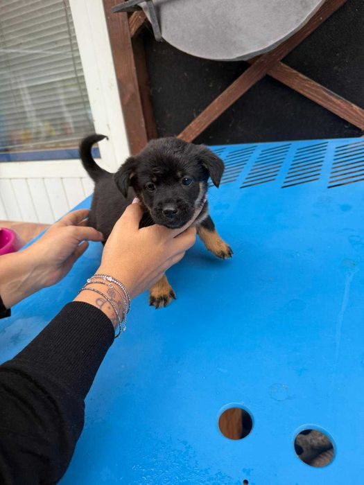 Catelusi pentru adoptie