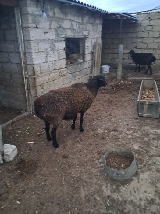 Жемде тұрған қойлар сатылады