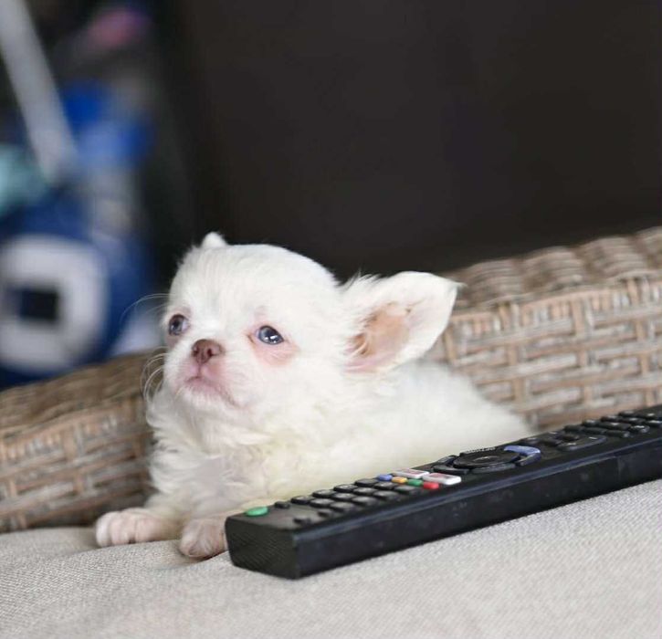 Мъжко дългокосместо мини чихуахуа