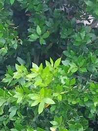 Дафинов лист, лаврово дърво пресни листа за кулинарията